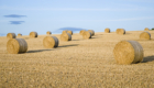 rolls of hay and field