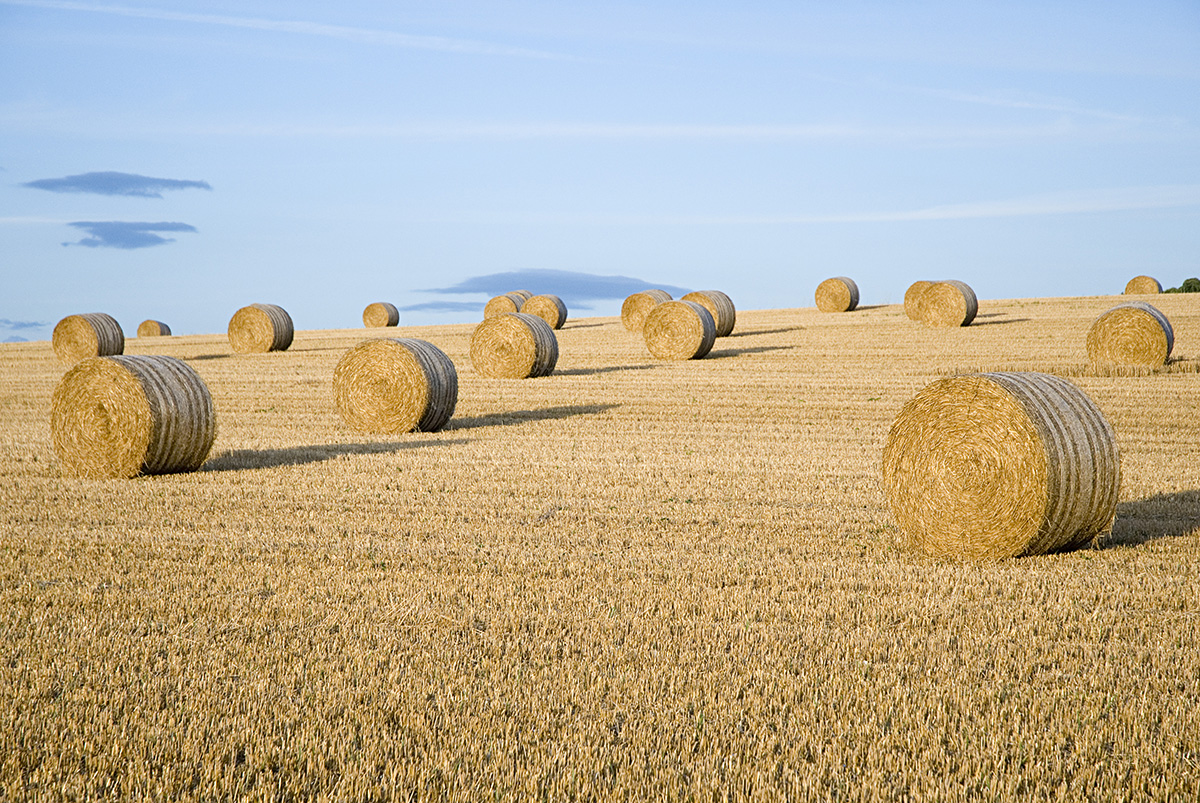 rolls of hay and field