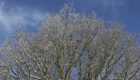 Winter Tree in Hector's Field