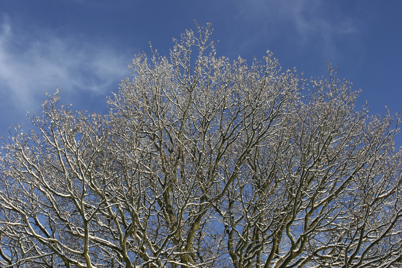 Winter Tree in Hector's Field